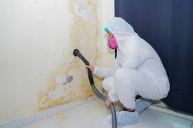 Best Mold Odor Removal Services in Hailey, ID